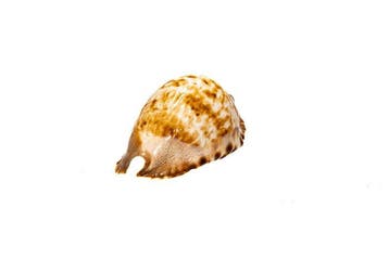 opvallend patroon $$$ GEM $$$ Top Zustand $$$ Taxidermie, Verzamelen, Nieuw
