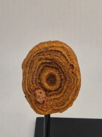 Gefossiliseerd dier - Lot of 3 stromatolites (Zonder