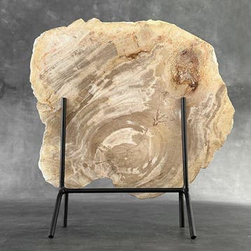 Magnifique tranche de bois pétrifié sur un socle