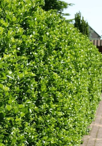 Hulsthaag - Ilex meserveae ‘Heckenstar’ - 60 t/m 200cm, Ophalen of Verzenden