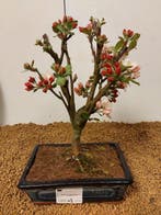Malus domestica - Hoogte (boom): 25 cm - Diepte (boom): 18
