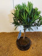 Boeddha-den bonsai (Podocarpus macrophyllus) - Hoogte