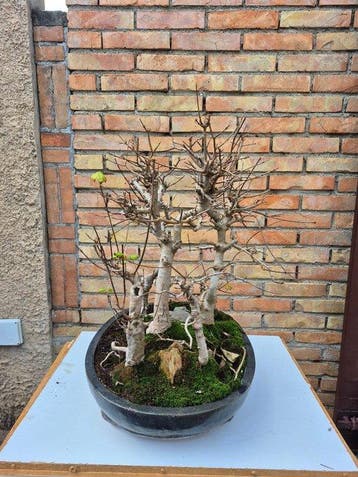 Drietand Esdoorn (Acer Buergerianum) - Hoogte (boom): 54 cm