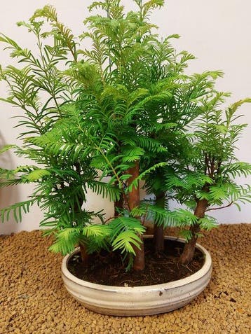 Bonsaï Sequoia côtiers/sapin d’eau (Sequoia) - Hauteur