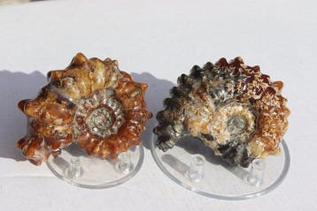 Ammonieten & Nautilus - Gefossiliseerd dier - 9.5 cm - 7.5