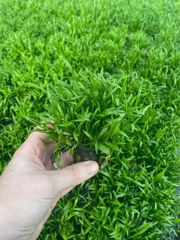 Lileaopsis novae-zelandiae (Aquariumplanten), Verzenden, Plant(en), Steen of Hout