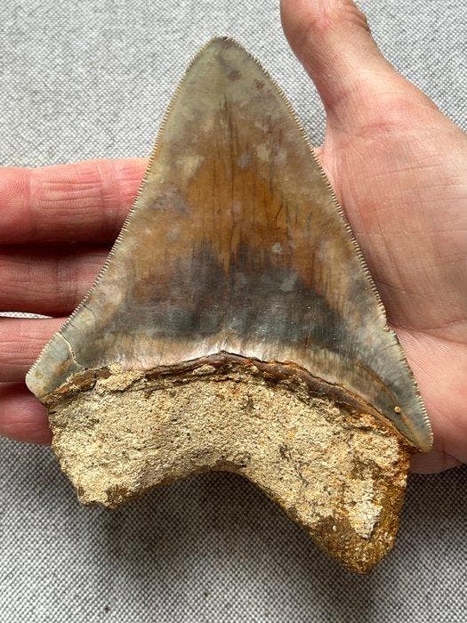 Grote Megalodon-tand 13,1 cm - Fossiele tand - Carcharocles, Collections, Minéraux & Fossiles