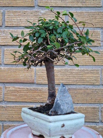 Chinese iep bonsai (Ulmus parviflora) - Hoogte (boom): 20 cm