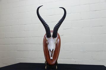 Springbok Schedel - Antidorcas marsupialis - 0 cm - 0 cm - 0, Nieuw