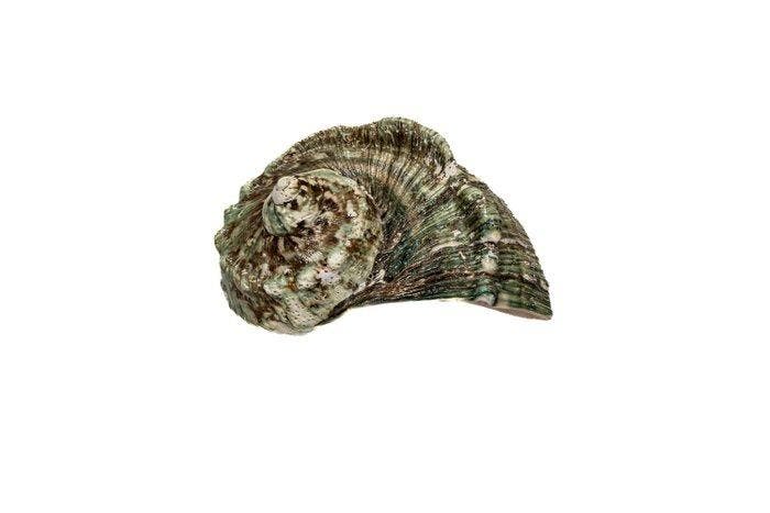 Groene tulband of gemarmerde tulband - mooie donkere kleur, Verzamelen, Dierenverzamelingen