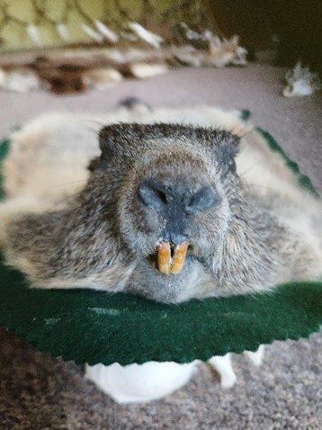 marmot Taxidermie wandmontage - marmota marmota - 10 cm - 40