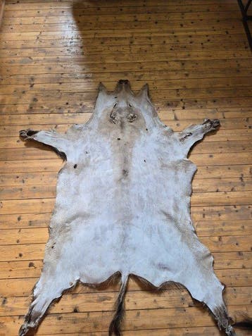 Wild zwijn Balg - Sus scrofa - 170 cm - 145 cm - 5 cm -, Nieuw
