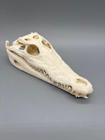 Nijlkrokodil Schedel - Crocodylus niloticus - 7 cm - 11 cm -