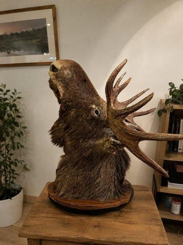 Eland Taxidermie wandmontage - Alces alces - 90 cm - 86 cm -, Nieuw