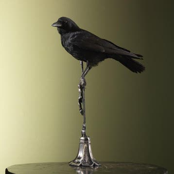 Corbeau Support de corps entier pour taxidermie - Corvus