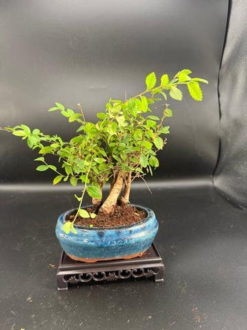 Chinese iep bonsai (Ulmus parviflora) - Hoogte (boom): 16 cm