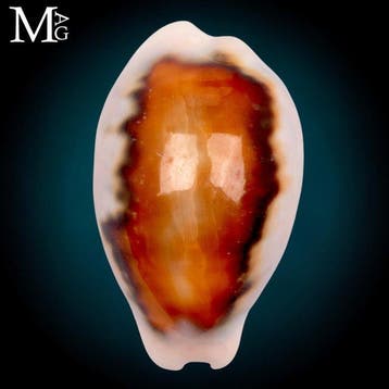 Cypraeidae - Kastanjekorrel Neobernaya Spadicea –