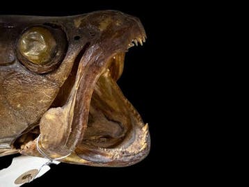 poisson haimara Support de corps entier pour taxidermie -