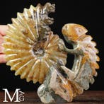 Fossiele Sculptuur Uitgehouwen Cleoniceras-ammoniet met