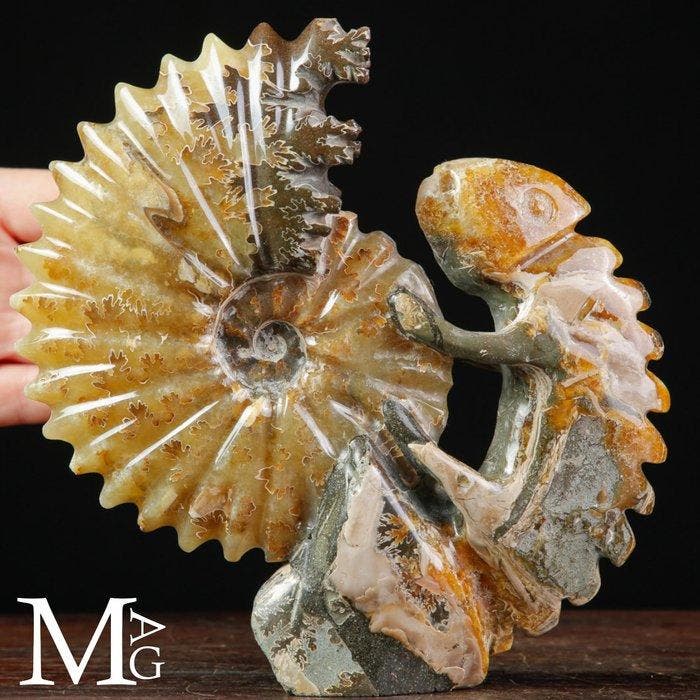 Fossiele Sculptuur Uitgehouwen Cleoniceras-ammoniet met, Verzamelen, Mineralen en Fossielen