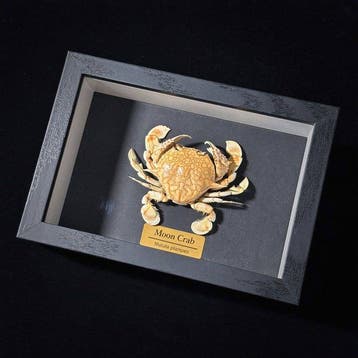 Crabe Support mural pour taxidermie - Matuta planipes - 5.5