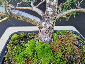 Bonsaï Pin (Pinus) - Hauteur (arbre) : 45 cm - Profondeur