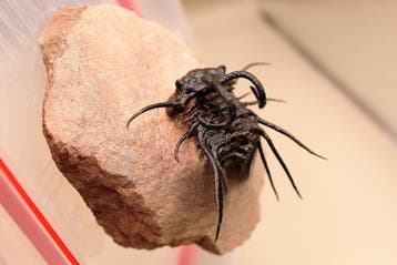 Zeldzame Dicranurus-trilobiet - Fossiele matrix