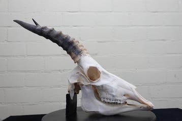 Blesbok Schedel - Damaliscus pygargus phillipsi - 0 cm - 0, Verzamelen, Nieuw