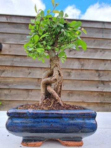 Chinese iep bonsai (Ulmus parviflora) - Hoogte (boom): 20 cm