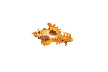 Chicoreus crocatus - Zeldzame saffraanmurex - Uitzonderlijk