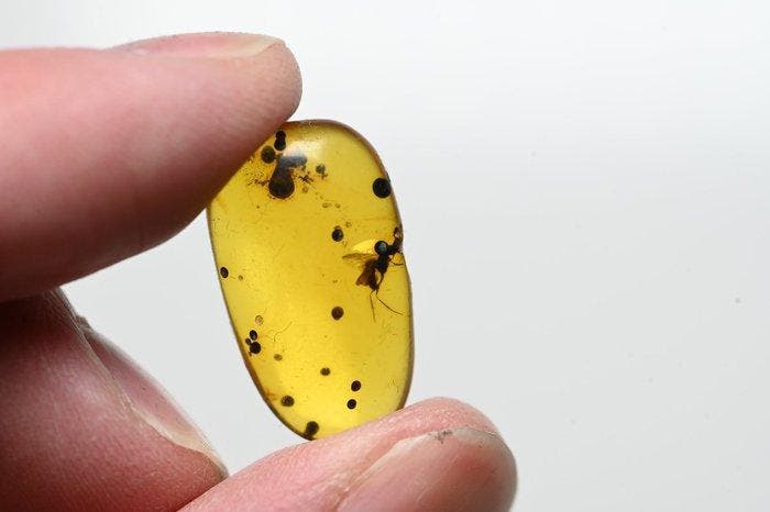 Birmese barnsteen - Fossiele cabochon - - Lot of 10 pieces,, Verzamelen, Mineralen en Fossielen