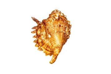 Finger Conch ===Escargot de collectionneur=== Support mural