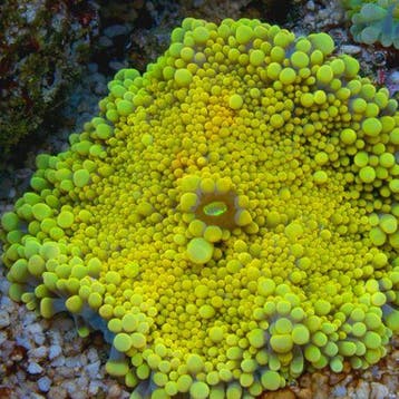 Ricordea yuma Yellow / Gold (1 stuk), Dieren en Toebehoren