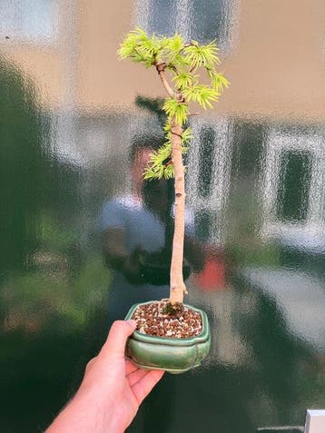 Lariks bonsai (Larix) - Hoogte (boom): 39 cm - Diepte
