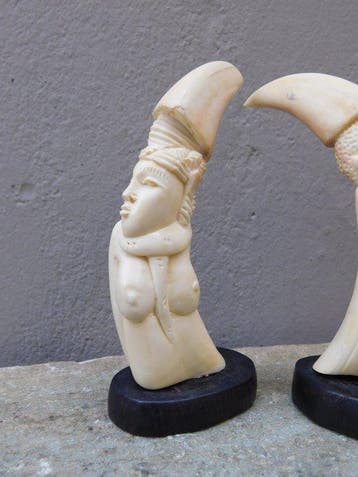 Wild zwijn Set tanden - Warthog Tusk - 14 cm - 5 cm - 5 cm -