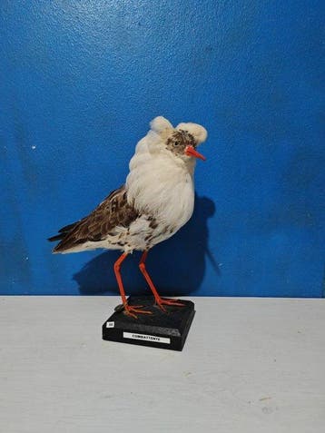 Combattante Support de corps entier pour taxidermie -