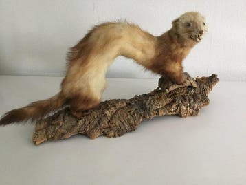 Marter Taxidermie volledige montage - Mustelidae - 20 cm -