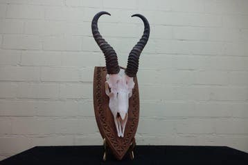 Springbok Crâne - Antidorcas marsupialis - 0 cm - 0 cm - 0, Nieuw