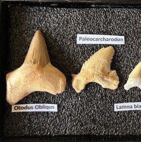 Dents des prédateurs apex marins du Crétacé - Dent fossile -