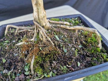 Lonicera - Hauteur (arbre) : 25 cm - Profondeur (arbre) : 22