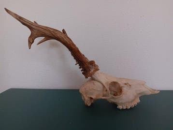 Prachtige reeënbok 414 g Schedel - Capreolus capreolus - 41