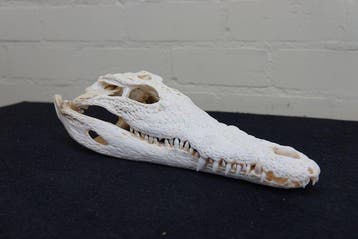 Nile Crocodile Schedel - Crocodylus niloticus (with Import, Verzamelen, Nieuw