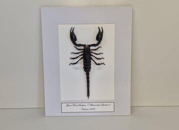 XL Scorpioen Taxidermie volledige montage - Heterometrus, Verzamelen, Nieuw