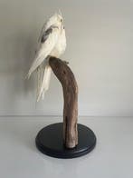 Valkparkiet Taxidermie volledige montage - Nymphicus, Nieuw
