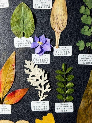 Verschillende planten Taxidermie volledige montage - Various