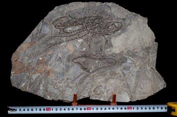 Zeereptiel - Gefossiliseerd dier - Hyphalosaurus sp. - 38 cm