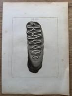 Sir Everard Home (XIX) - Lectures on Comparative Anatomy