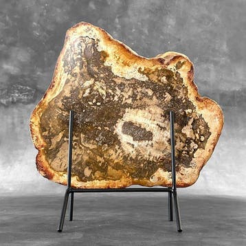 C- Magnifique grande tranche de bois pétrifié sur un socle