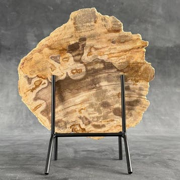Prachtige plak versteend hout op een maatwerk standaard. -
