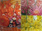Veiling - 3 kleurig mix zomerbloeiers Geel Oranje &  Roze 73